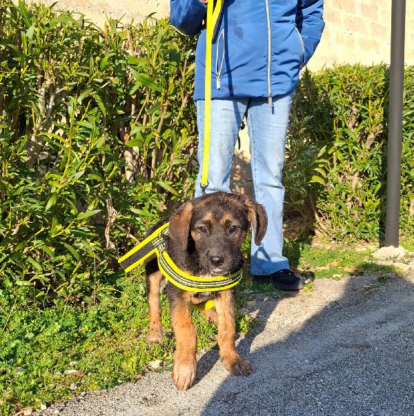 Bolt Cerca Famiglia. Info adozione Monica 3890238584 Foto 3